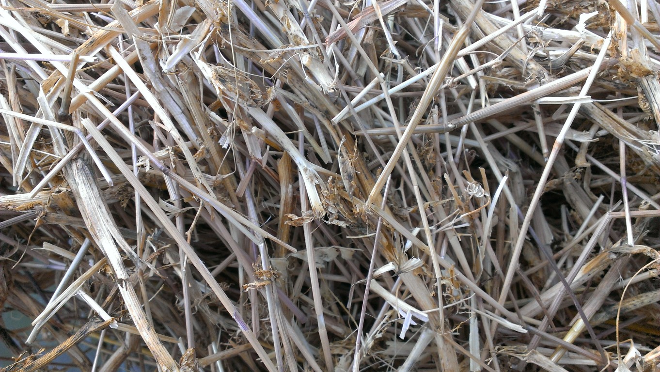 Organic Pea Straw Hay & Fodder Straw For Sale